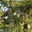 Tsuga canadensis 'Pendula' cone